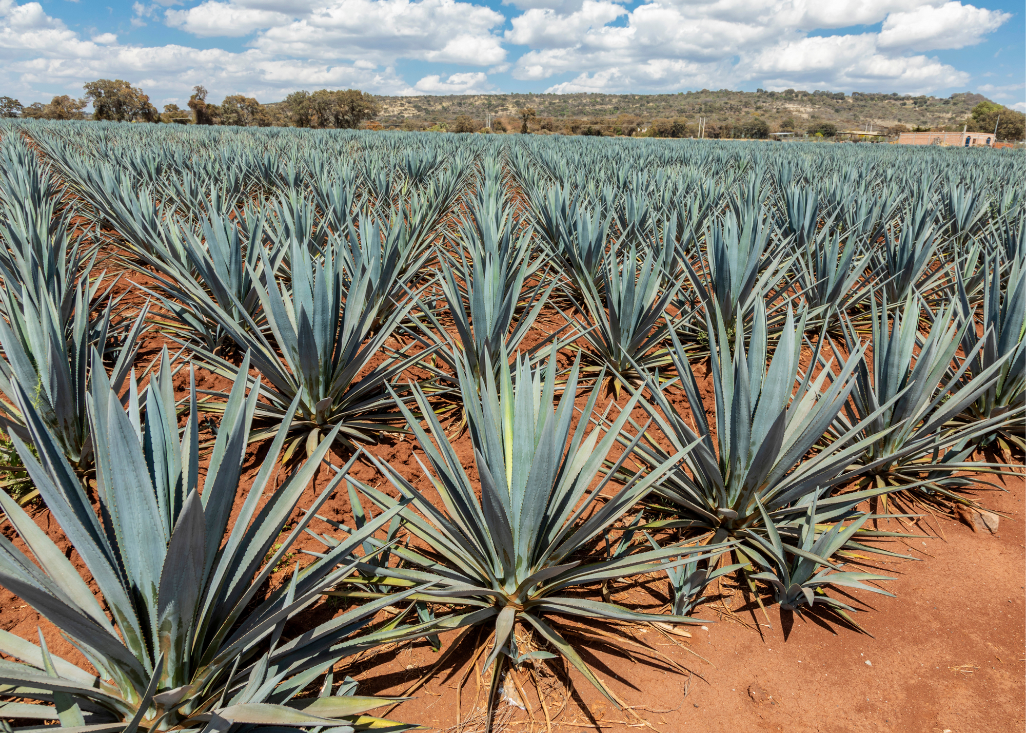 A huge farm field in Mexico is covered with rows of blue agave plants